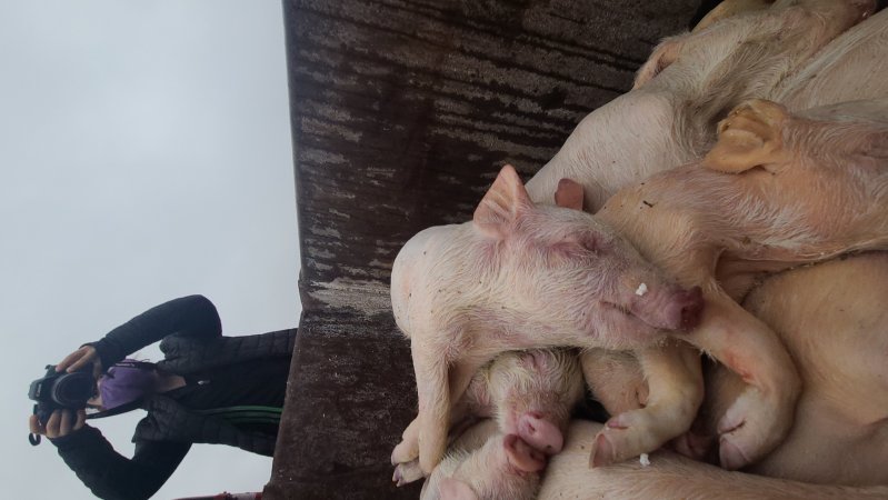 Factory Farming