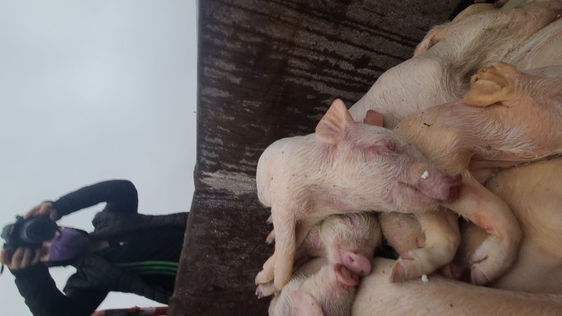Factory Farming