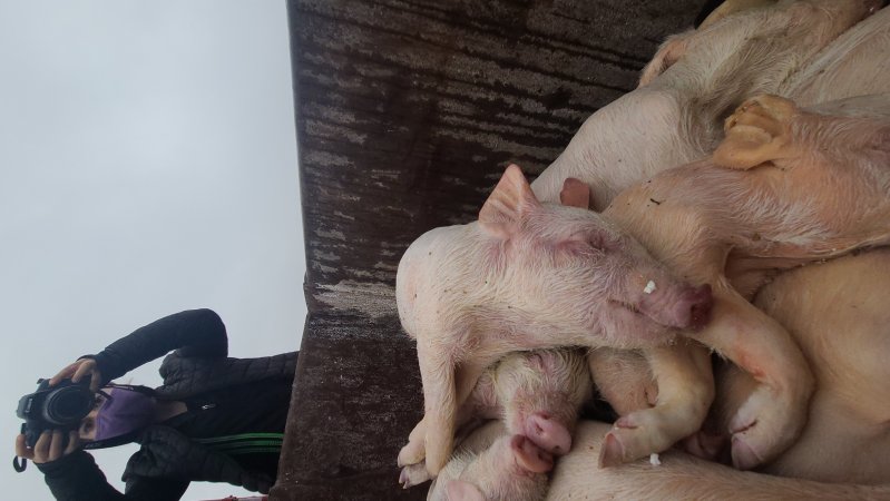 Factory Farming