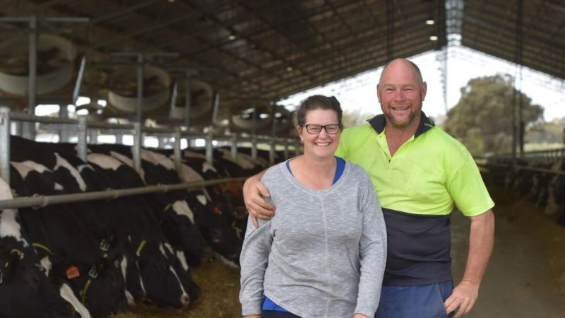 Farmers pose in intensive dairy shed