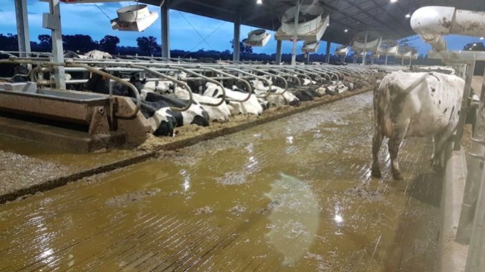 Intensive dairy shed