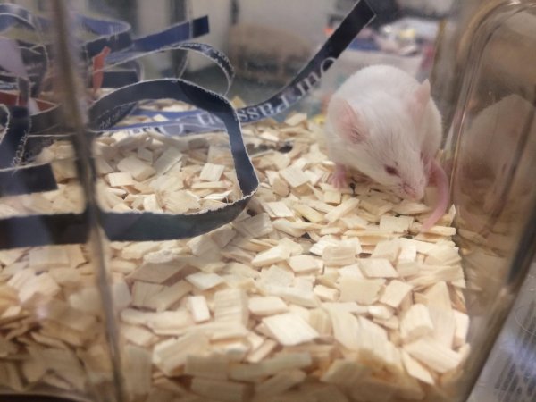 Newly ear-notched mouse in Optimice cages, TAFE classroom