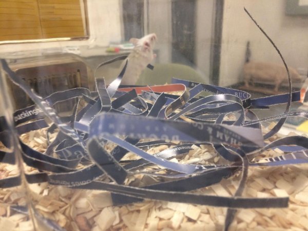 Newly ear-notched mouse in Optimice cages, TAFE classroom