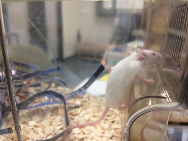 Newly ear-notched mouse in Optimice cages, TAFE classroom