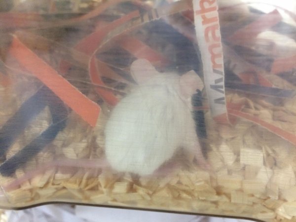 Newly ear-notched mouse in Optimice cages, TAFE classroom