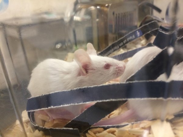 Newly ear-notched mice in Optimice cages, TAFE classroom