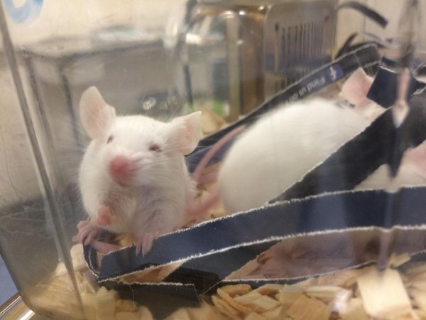 Newly ear-notched mice in Optimice cages, TAFE classroom