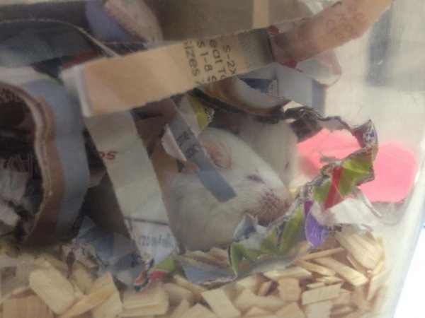 Newly ear-notched mice in Optimice cages, TAFE classroom