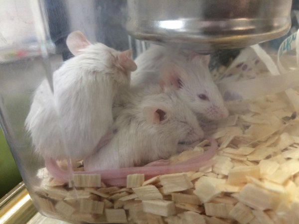 Newly ear-notched mice in Optimice cages, TAFE classroom