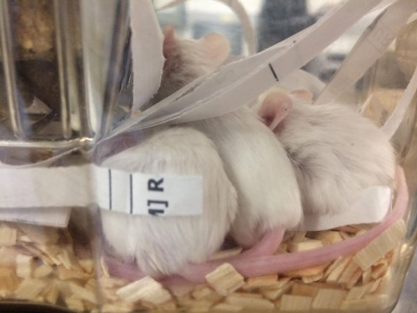 Newly ear-notched mice in Optimice cages, TAFE classroom