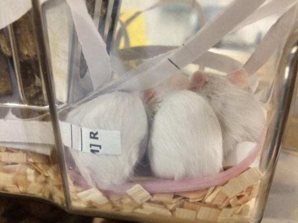 Newly ear-notched mice in Optimice cages, TAFE classroom