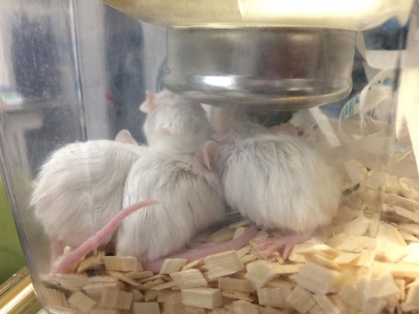 Newly ear-notched mice in Optimice cages, TAFE classroom