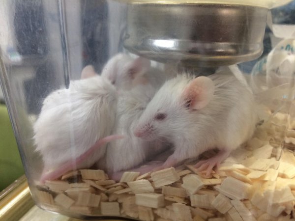 Newly ear-notched mice in Optimice cages, TAFE classroom