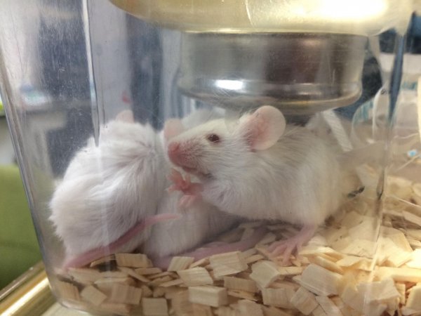 Newly ear-notched mice in Optimice cages, TAFE classroom