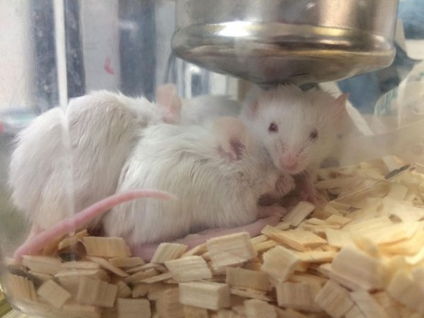 Newly ear-notched mice in Optimice cages, TAFE classroom