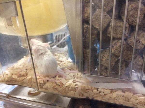 Newly ear-notched mice in Optimice cages, TAFE classroom