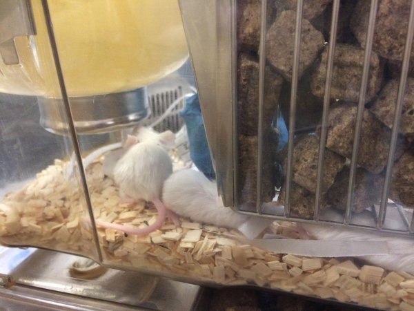 Newly ear-notched mice in Optimice cages, TAFE classroom