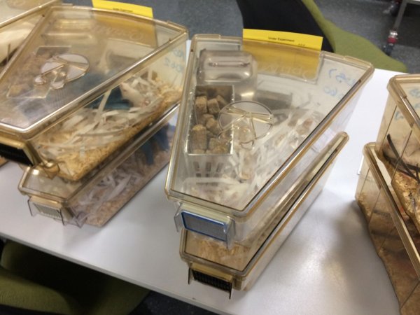 Mice in Optimice cages, TAFE classroom