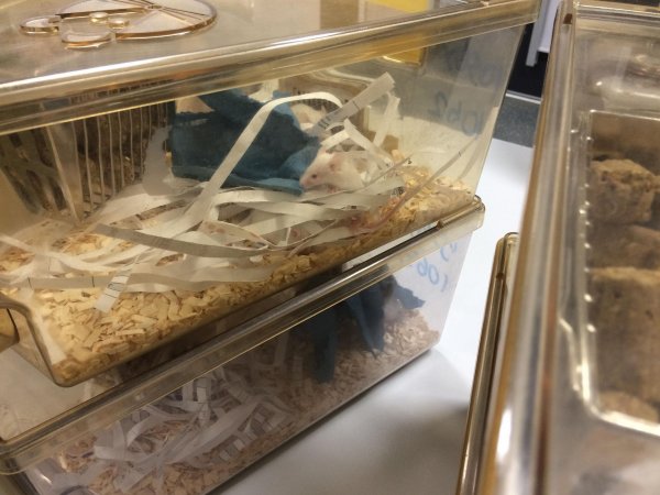 Mice in Optimice cages, TAFE classroom