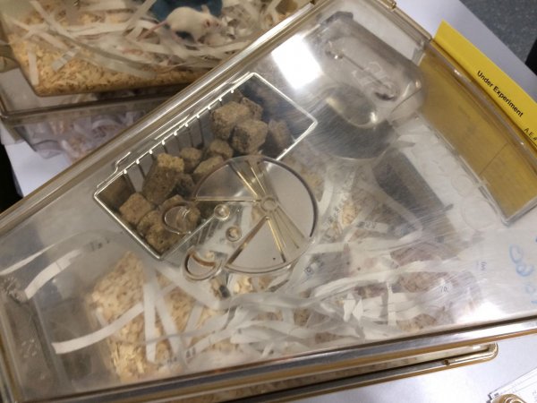 Mice in Optimice cages, TAFE classroom