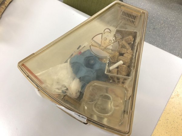 Mice in Optimice cage, TAFE classroom