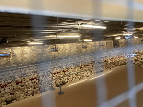 Broiler farm Biesenthal