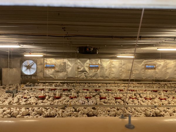 Broiler farm Biesenthal