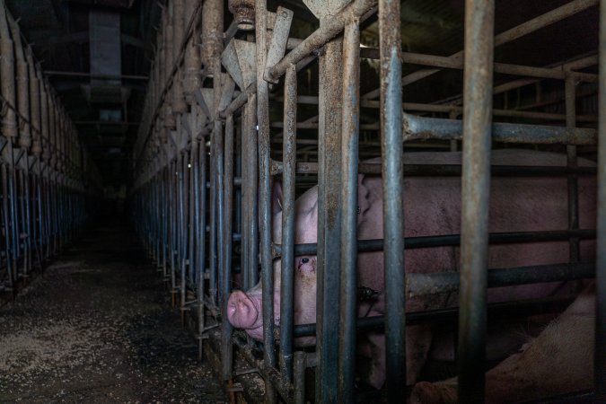 Sows in sow stalls