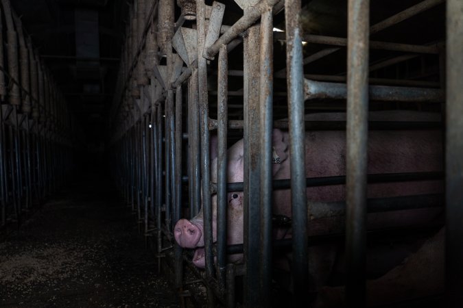 Sows in sow stalls