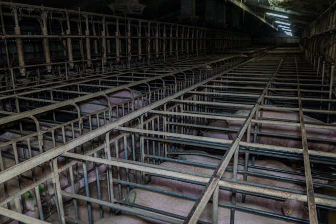 Sows in sow stalls