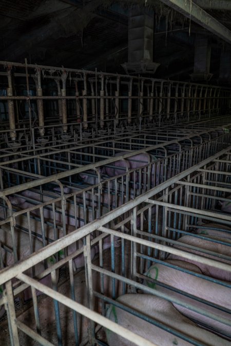 Sows in sow stalls