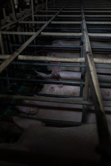 Sows in sow stalls