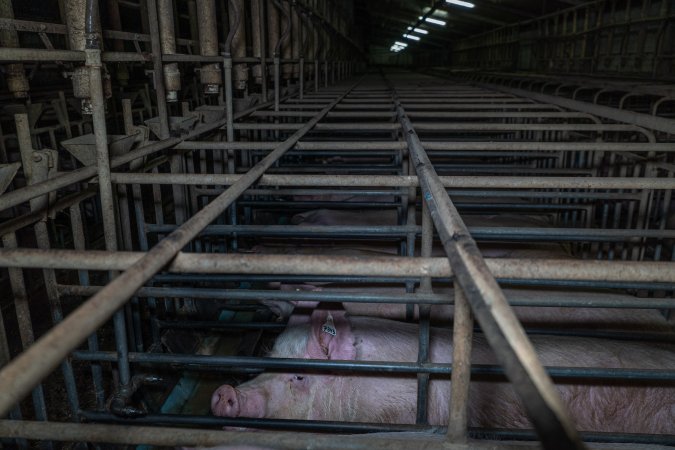 Sows in sow stalls