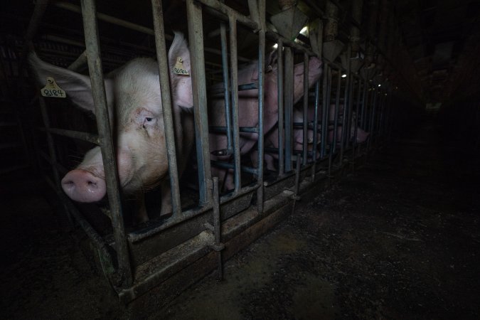 Sows in sow stalls