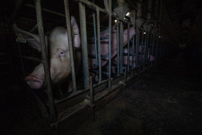 Sows in sow stalls