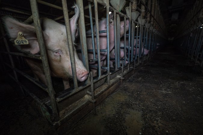 Sows in sow stalls