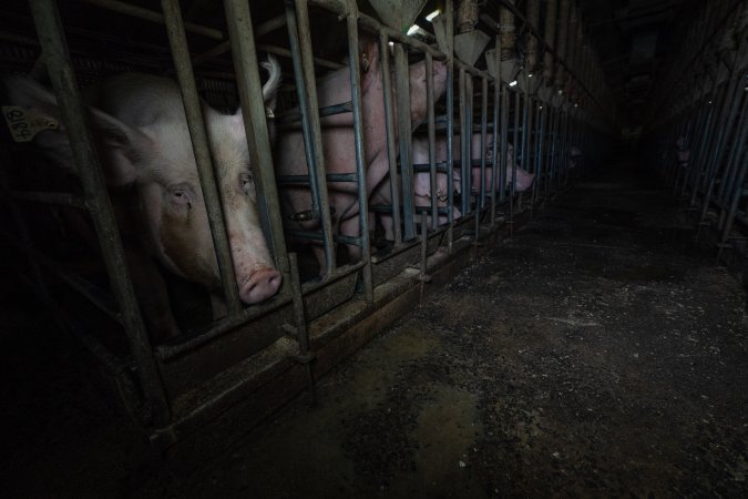 Sows in sow stalls