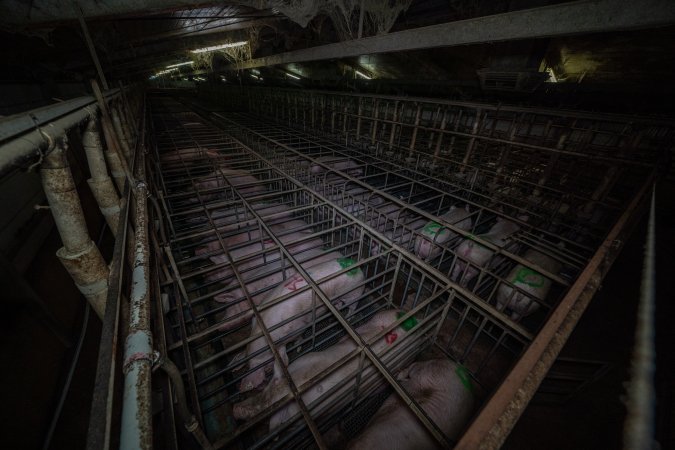 Sows in sow stalls - from above corner