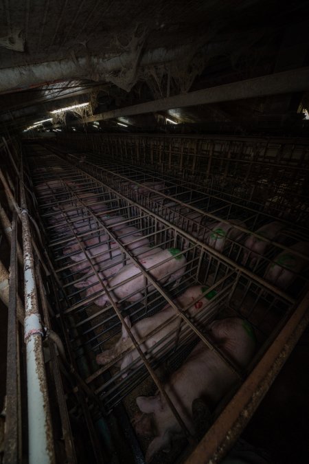 Sows in sow stalls - from above corner