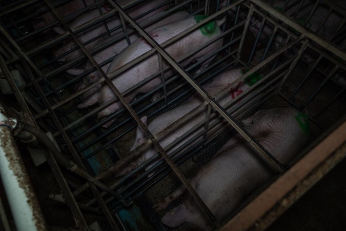 Sows in sow stalls - from above