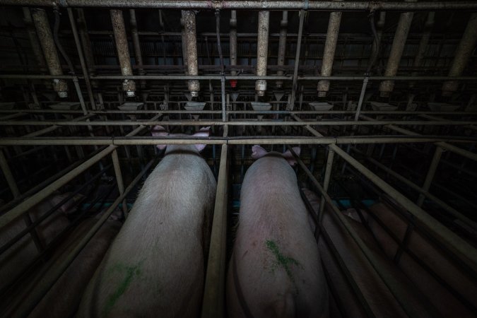 Sows in sow stalls - from behind