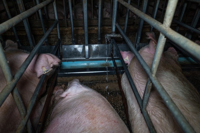 Water spraying on sows in sow stalls