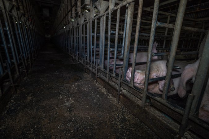 Sows in sow stalls