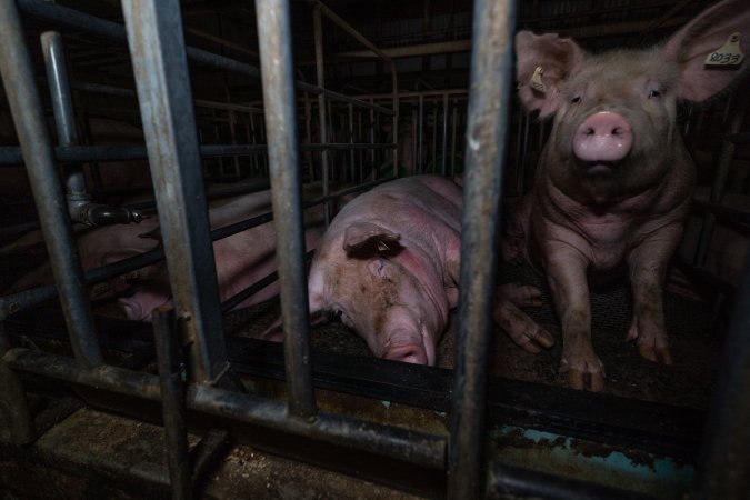 Sows in sow stalls