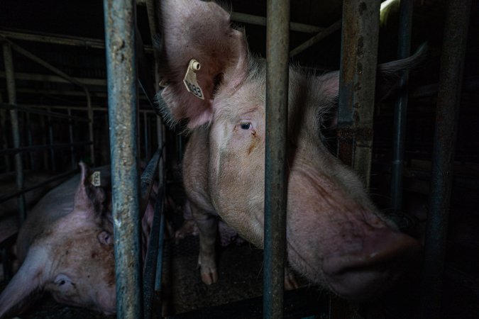 Sows in sow stalls