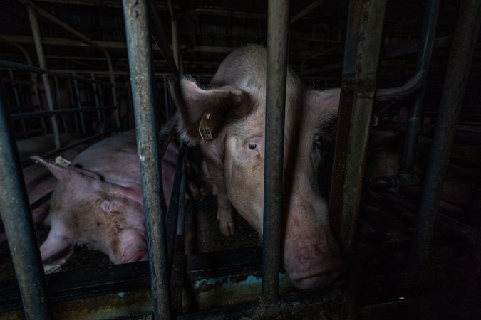 Sows in sow stalls