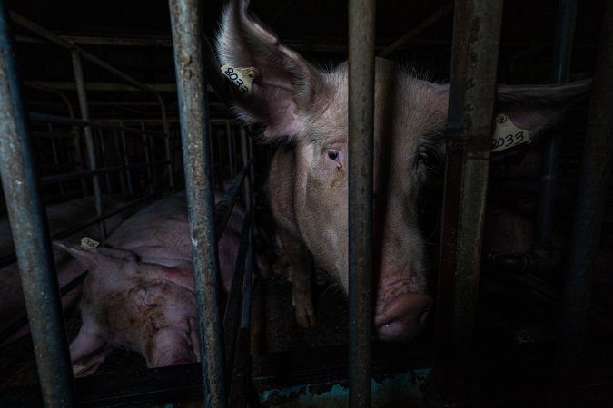 Sows in sow stalls