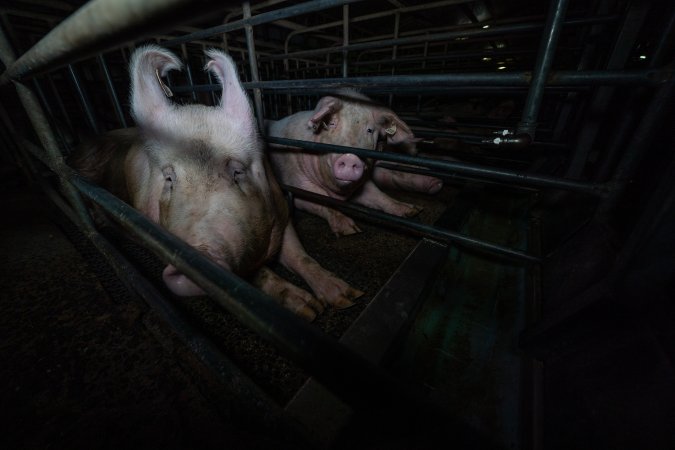 Sows in sow stalls