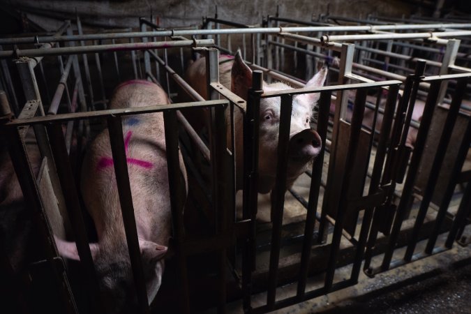 Sows in cages