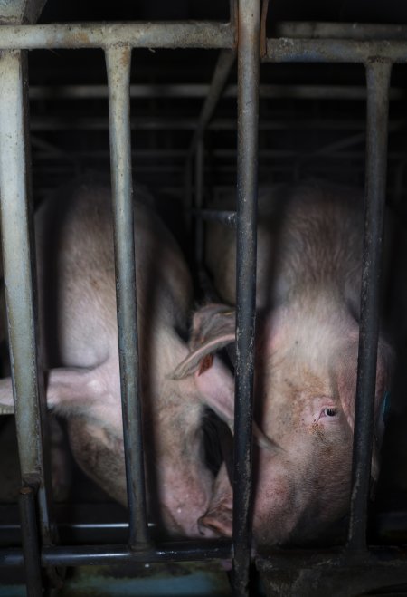 Sows in cages